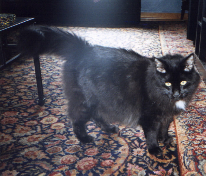 Eno the cat